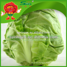 2016 Fresh Cabbages round type cabbage best selling vegetables in market